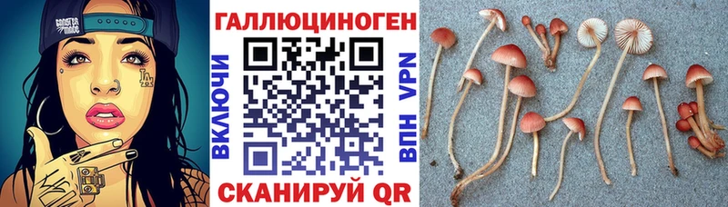 Купить закладки  Каменск-Шахтинский  Галлюциногенные грибы GOLDEN TEACHER 
